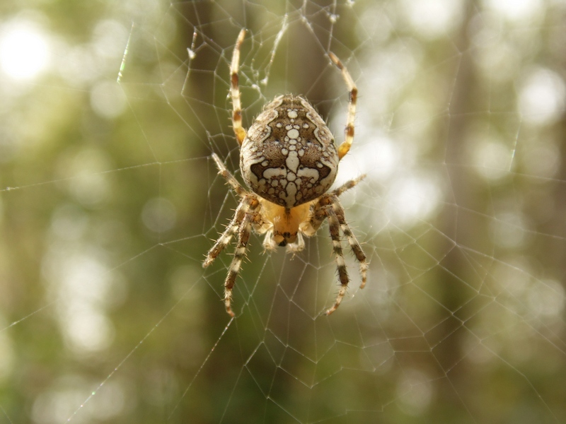 Araneus diadematus